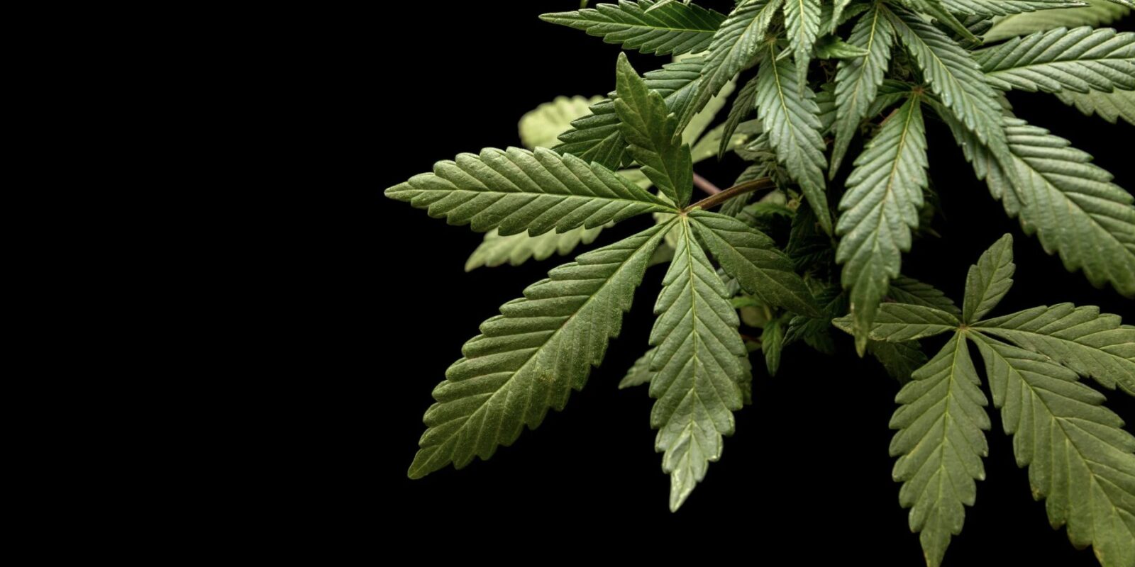 CBD-Gras
