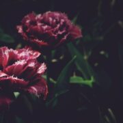 Gute Dark Romance Bücher