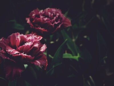 Gute Dark Romance Bücher